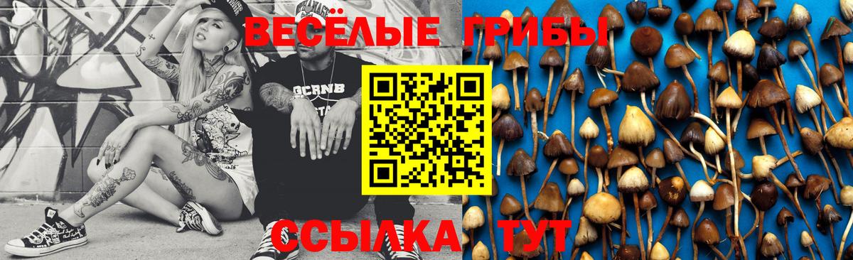 Псилоцибиновые грибы Cubensis  закладки  Чапаевск  Вход с VPN  Галлюциногенные грибы Psilocybe 